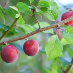 Wild Plum