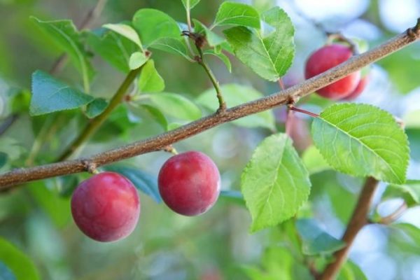 Wild Plum