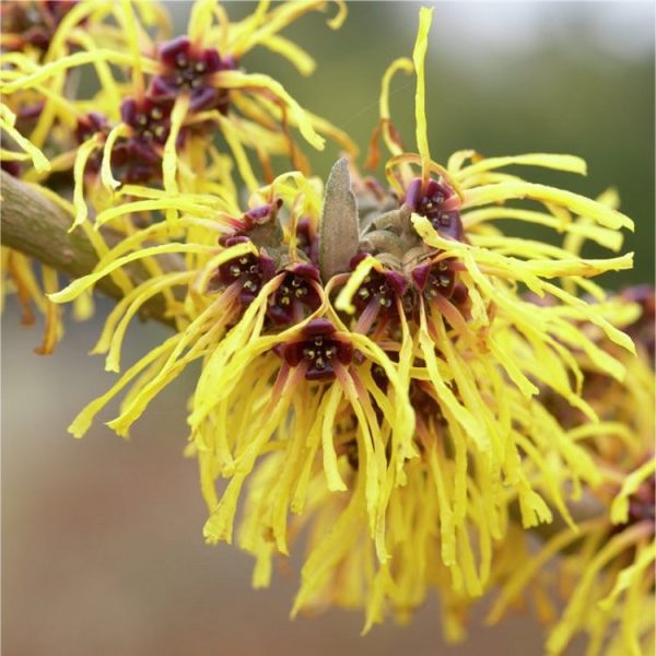 Witch Hazel