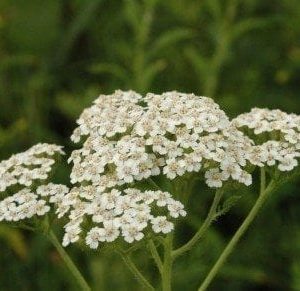 Yarrow